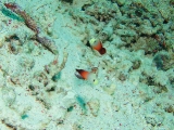 「ハタタテハゼ(Red fire Goby)」のサムネイル画像