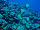 「カスミチョウチョウウオ(Pyramid butterflyfish)」のサムネイル画像