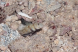 「ヤマブキハゼ(Orange-spotted shrimp Goby)」のサムネイル画像