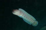 「ゴールドスペックジョーフィッシュ(gold-specs jawfish)」のサムネイル画像