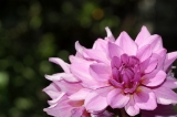「ダリア(テンジクボタン,天竺牡丹,dahlia)」のサムネイル画像