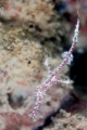 「ニシキフウライウオ(Ghost pipe fish)」のサムネイル画像