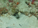 「ニチリンダテハゼ(Randall's prawn-goby)」のサムネイル画像