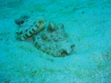 「最中の貝」のサムネイル画像