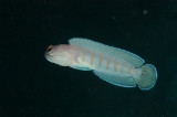 「ゴールドスペックジョーフィッシュ(gold-specs jawfish)」のサムネイル画像