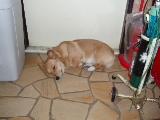 「ウェルシュ・コーギー・ペンブローク(Pembroke Welsh Corgi)」のサムネイル画像