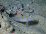 「ニチリンダテハゼ(Randall's prawn-goby)」のサムネイル画像