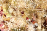 「オトヒメエビ(Banded boxer shrimp)」のサムネイル画像
