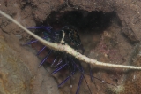 「ゴシキエビ(Painted rock lobster)」のサムネイル画像