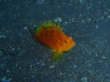 「オキゴンベ(yellow hawkfish)」のサムネイル画像