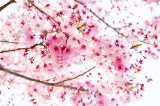 「ヨコハマヒザクラ(横浜緋桜)」のサムネイル画像