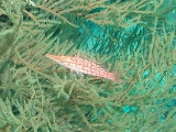 「クダゴンベ(longnose hawkfish)」のサムネイル画像