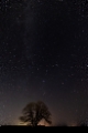 「ハルニレの木」のサムネイル画像