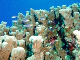 「コビトスズメダイ(Midget chromis)」のサムネイル画像