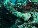 「クロエリナマコ(Graffiti sea cucumber,クロテナマコ,オハグロナマコ)」のサムネイル画像