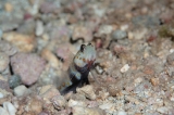 「ヤマブキハゼ(Orange-spotted shrimp Goby)」のサムネイル画像