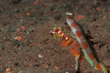 「ヤノダテハゼ(Flag-tail shrimp Goby)」のサムネイル画像