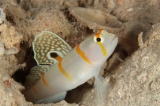 「ニチリンダテハゼ(Randall's prawn-goby)」のサムネイル画像