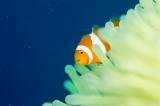 「カクレクマノミ(Western Clown Anemonefish)」のサムネイル画像