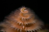 「イバラカンザシ(Christmas tree worm)」のサムネイル画像