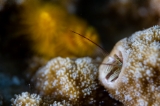 「カンザシヤドカリ(Coral Hermit Crab)」のサムネイル画像