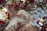 「タテジマヘビギンポ(Tropical striped triplefin)」のサムネイル画像