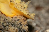 「マンリョウウミウシ」のサムネイル画像