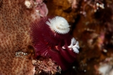 「イバラカンザシ(Christmas tree worm)」のサムネイル画像