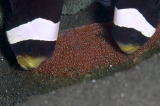 「クマノミ(Anemonefish)」のサムネイル画像