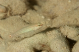 「ジュウモンジサラサハゼ(Pink-lined Goby)」のサムネイル画像