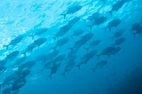 「ギンガメアジ(Bigeye trevally)」のサムネイル画像