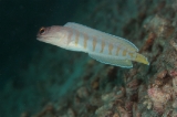 「ゴールドスペックジョーフィッシュ(gold-specs jawfish)」のサムネイル画像