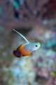 「ハタタテハゼ(Red fire Goby)」のサムネイル画像