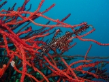 「ニシキフウライウオ(Ghost pipe fish)」のサムネイル画像