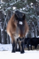 「寒立馬」のサムネイル画像