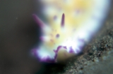 「レンゲウミウシ」のサムネイル画像