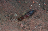 「metallic shrimp-goby(メタリックシュリンプゴビー)」のサムネイル画像