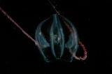 「トガリテマリクラゲ」のサムネイル画像