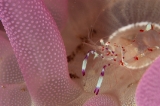 「ハクセンアカホシカクレエビ(ドフライニアシュリンプ)」のサムネイル画像