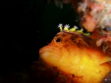 「オキゴンベ(yellow hawkfish)」のサムネイル画像