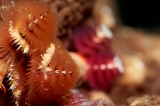 「イバラカンザシ(Christmas tree worm)」のサムネイル画像