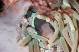 「クマノミ(Anemonefish)」のサムネイル画像