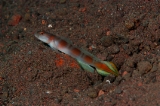 「ヤノダテハゼ(Flag-tail shrimp Goby)」のサムネイル画像