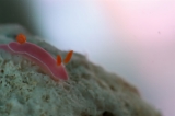 「フジムスメウミウシ」のサムネイル画像