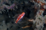 「red-blotched pygmy-goby(レッドブロッチピグミーゴビー)」のサムネイル画像