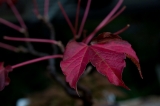 「植物の仲間」のサムネイル画像