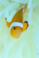 「カクレクマノミ(Western Clown Anemonefish)」のサムネイル画像