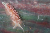 「サクラミノウミウシ」のサムネイル画像