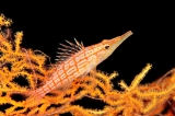 「クダゴンベ(longnose hawkfish)」のサムネイル画像