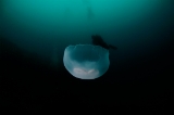 「ミズクラゲ(Moon Jelly)」のサムネイル画像